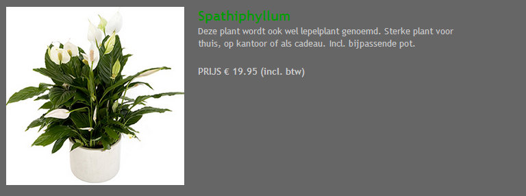 Spatphylium